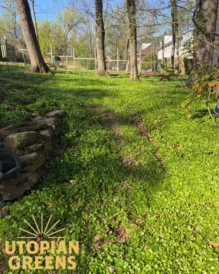 A grassy backyard slope with no steps