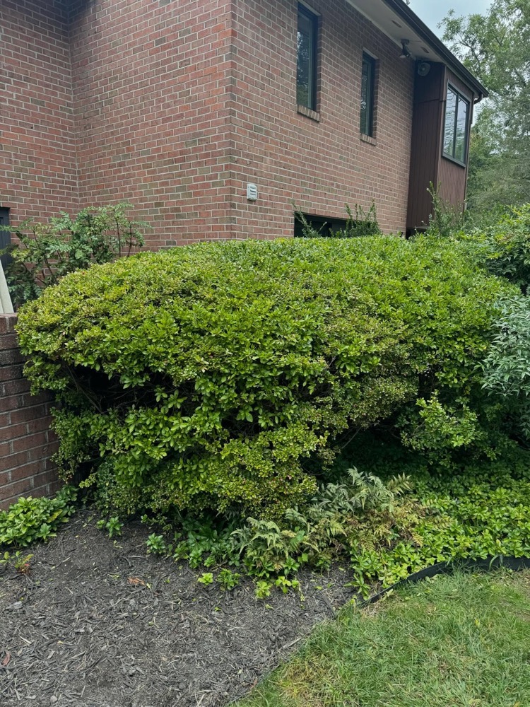 The same hedge trimmed into a clean shape