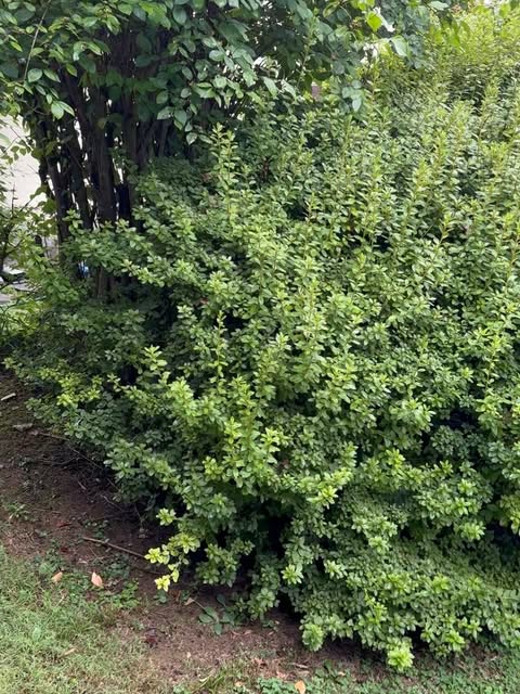 A tall, shaggy hedge