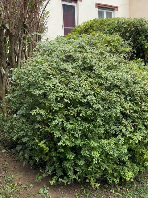 The hedge trimmed into a clean shape