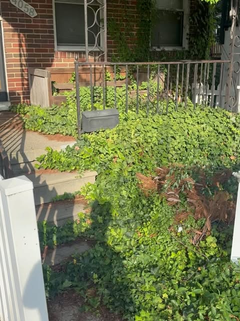 Ivy covering a front yard and steps